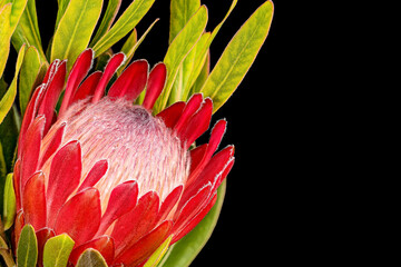 Single Red Protea Flower Isolated on a Black Background.