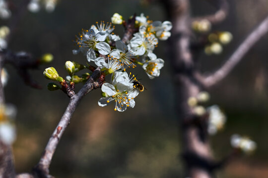 Almond branch full of white and yellow flowers, with a bee