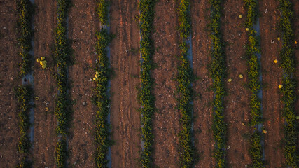 Aerial view of a watermelon field with ripe watermelons in late summer, Cyprus photo by drone