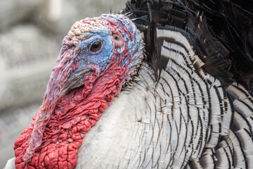Close-up of Live Turkey in Barnyard