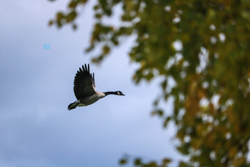 Canadian goose
