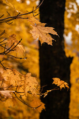 Maple in autumn