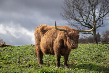 Highland cow