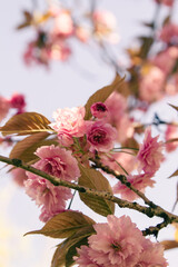 Beautiful Kanzan cherry blossoms in the spring; Pink cherry flowers with sky above
