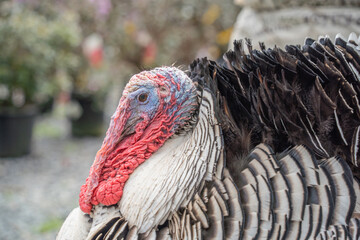 Close-up of  colorful male turkey in barnyard.