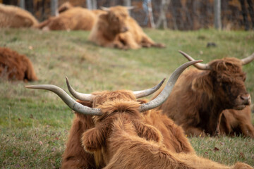 HIghland cow