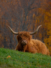 Highland cow