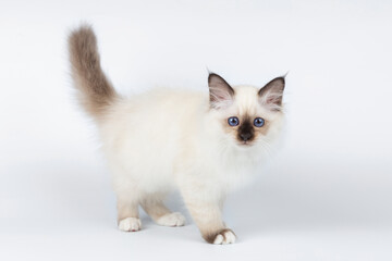 Sacred Birman kitten on a light background, birma