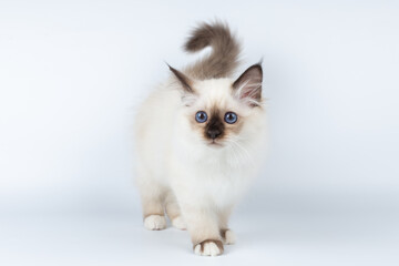 Sacred Birman kitten on a light background, birma