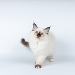 Sacred Birman kitten on a light background, birma