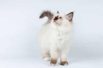 Sacred Birman kitten on a light background, birma