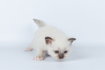 Sacred Birman kitten on a light background, birma