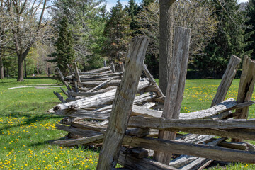 A collapsing old wooden fence in the field of green grass and yellow dandelions in spring.