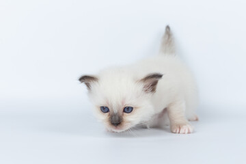 Sacred Birman kitten on a light background, birma