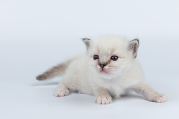 Sacred Birman kitten on a light background, birma