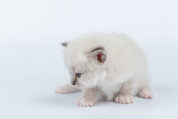Sacred Birman kitten on a light background, birma
