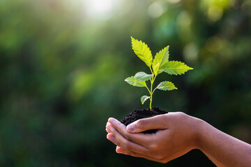 hand holding young plant with sunlight on green nature background. concept eco earth day