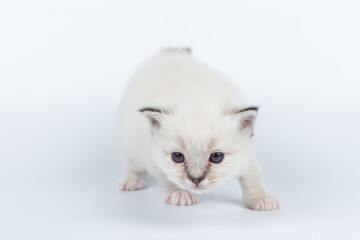 Sacred Birman kitten on a light background, birma