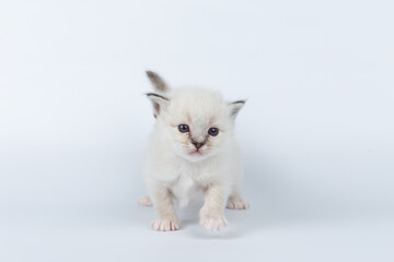 Sacred Birman kitten on a light background, birma
