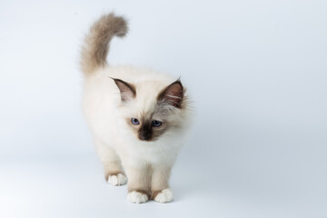 Sacred Birman kitten on a light background, birma