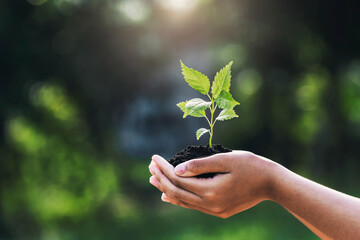 hand holding young plant with sunlight on green nature background. concept eco earth day