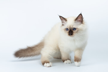 Sacred Birman kitten on a light background, birma