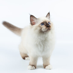 Sacred Birman kitten on a light background, birma