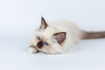 Sacred Birman kitten on a light background, birma