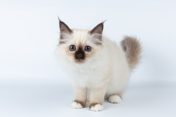 Sacred Birman kitten on a light background, birma