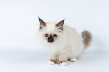 Sacred Birman kitten on a light background, birma