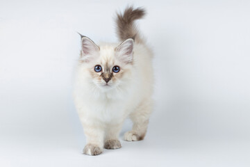 Sacred Birman kitten on a light background, birma