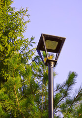 Street lamp in the park. A modern LED lamp on a background of blue sky and green pines and firs.  Novosibirsk, Siberia, Russia