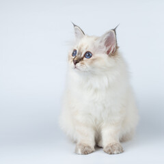 Sacred Birman kitten on a light background, birma