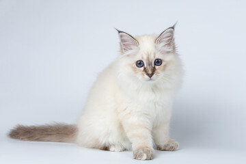 Sacred Birman kitten on a light background, birma