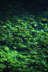 Fototapeta premium Seaweeds under the water at Saint Naum area in Lake Ohrid, Macedonia.