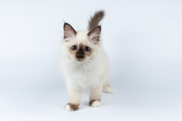 Sacred Birman kitten on a light background, birma