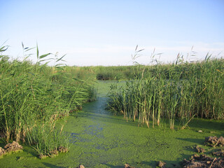 pond overgrown with grass green stream swamp mud in the summer in the reeds