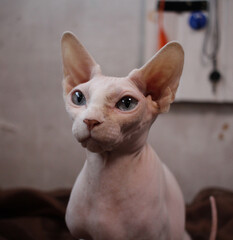 bald cat sphinx with bare skin animal pet