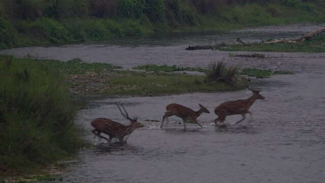 A herd of spotted deer running and jumping off a bank into a river in the early morning.