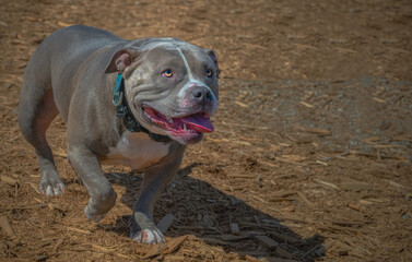 2021-04-11 A GREY AND WHITE PITBULL AT MARYMOORE PARK IN REDMOND WASHINGTON