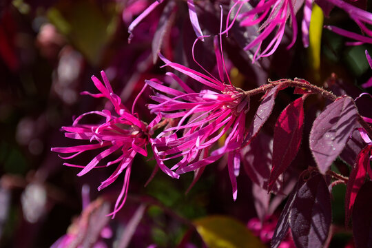 リボンのように細長い紫色の花びらが特徴的なベニバナトキワマンサクの花