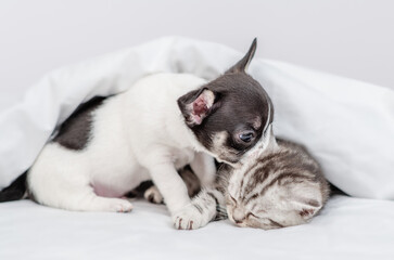 Chihuahua puppy kisses kittens ear under white warm blanket on a bed at home