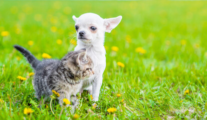 Tabby kitten and Chihuahua puppy sit together on green summer grass. Empty space for text