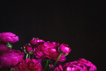 Beautiful ranunculus flowers against a dark background; Bouquet of pink and purple buttercup flowers