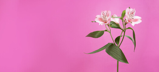 Alstroemeria fresh flower on a pink background, banner with copy space. High quality photo
