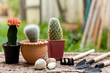 Three different colored cacti in pots, shovels and stones next to them on the wooden floor.