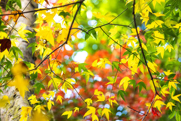 Autumn leaves, Fall season colourful maple leaves in the nature forest.