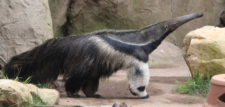 Giant Anteater