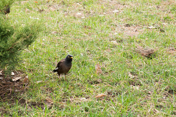 with a yellow beak a small bird sits on the grass