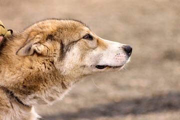 Head of Russian hound hunting dog breed close-up. 